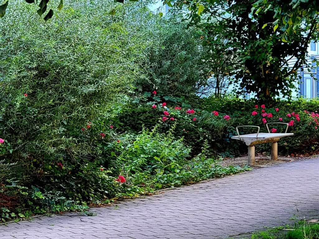 A bench sits surrounded by red roses and shrubs next to a paved pathway