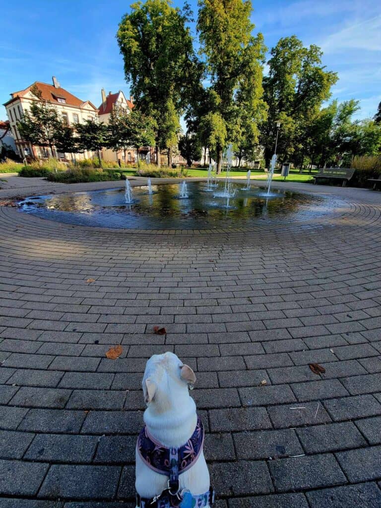 A white french bulldog sits on the cobblestones looking at a founatin