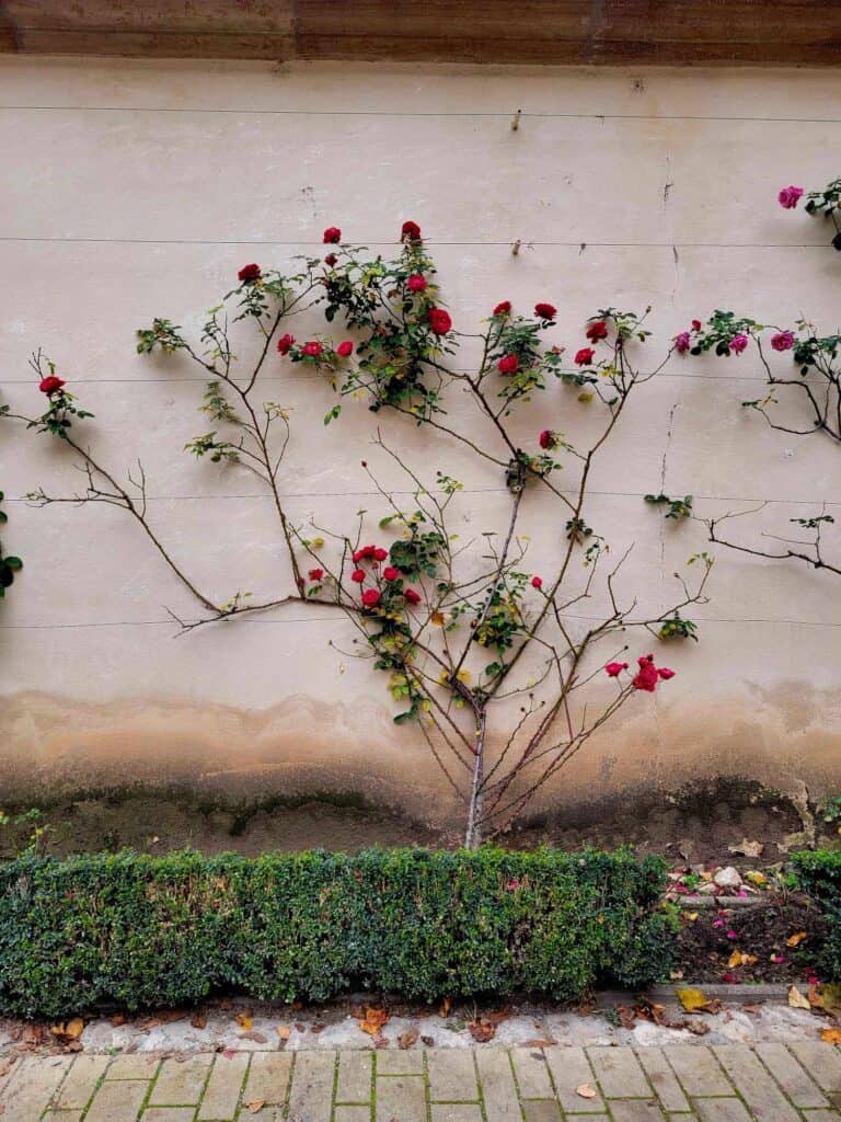 A climbing red rose bush on a white wall