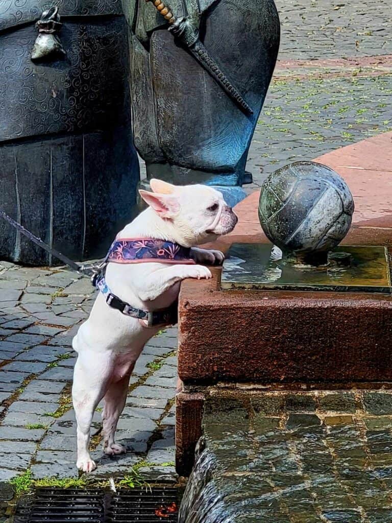 A white french bulldog examining a bronze soccer ball and wondering if it's real