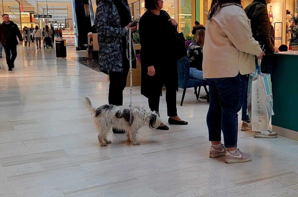 A shaggy black and white dog stands with its people in the shopping mall