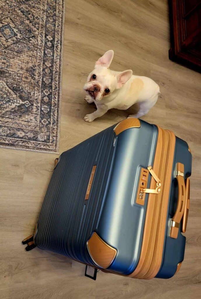 A white french bulldog stands next to a medium sized blue suitcase