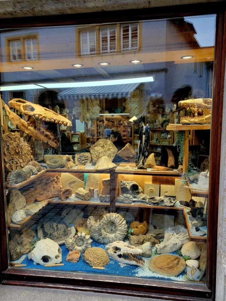 A window with fossils and minerals