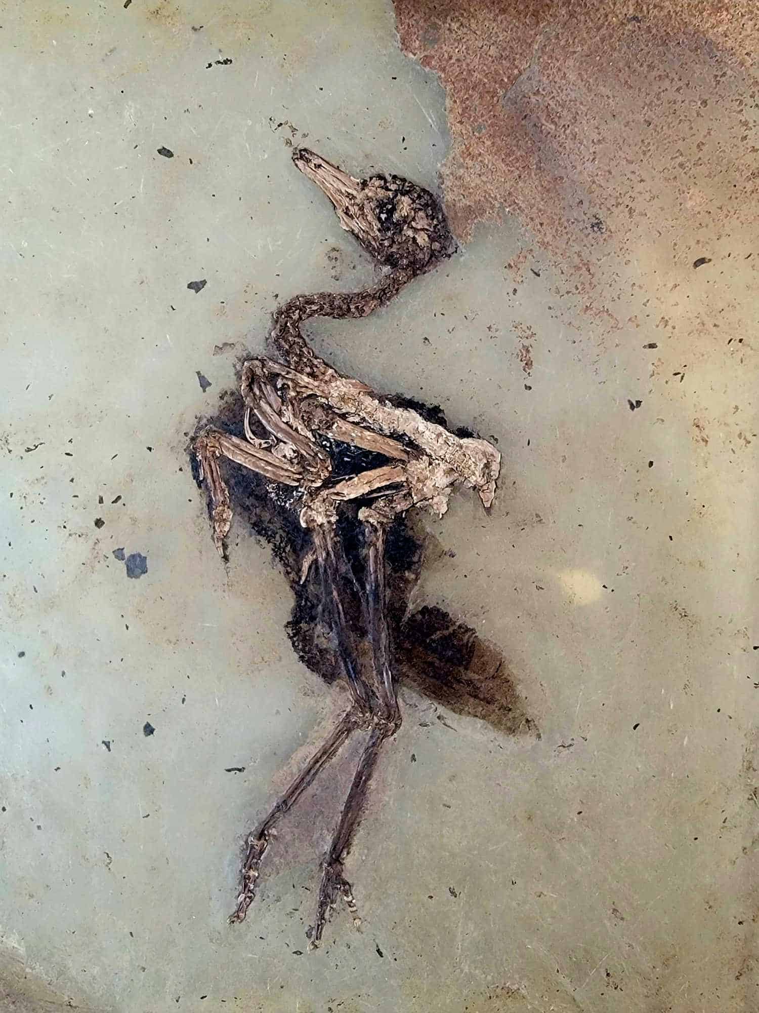 Merrel Fossils Best Messel Fossil Itinerary: 1 Day, 3 Stops, All the Highlights