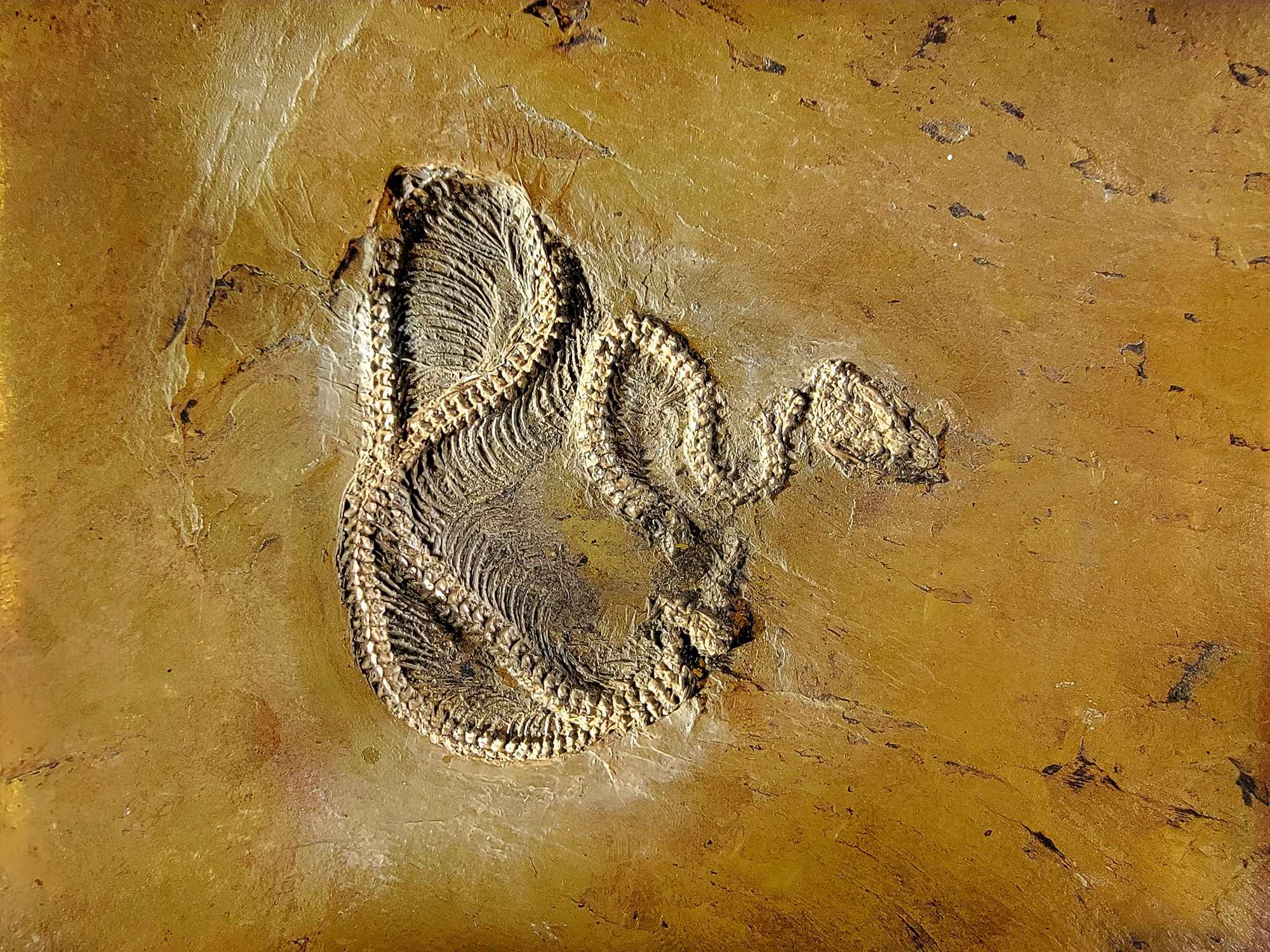 Merrel Fossils Best Messel Fossil Itinerary: 1 Day, 3 Stops, All the Highlights