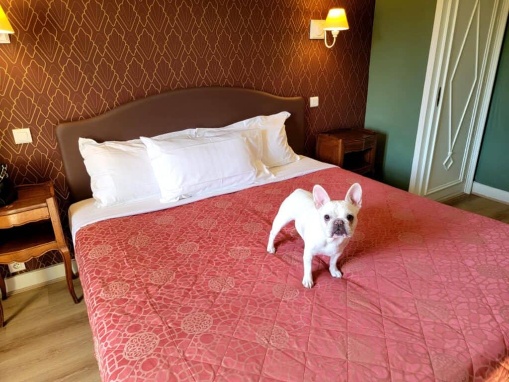 Best 2 Day Dordogne Prehistory Itinerary: What to See & Do 4 A white french bulldog stands on a bed with a pink bedcover