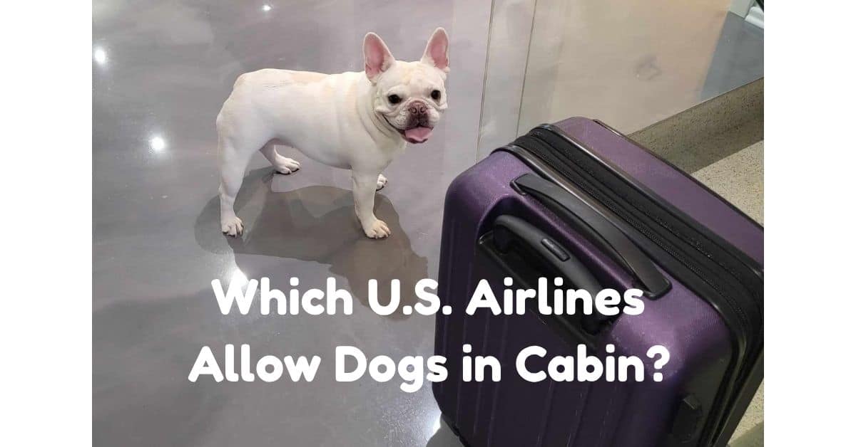 A white french bulldog stands next to a purple suitcase. Text reads: Which U.S. Airlines Allow Dogs in Cabin?