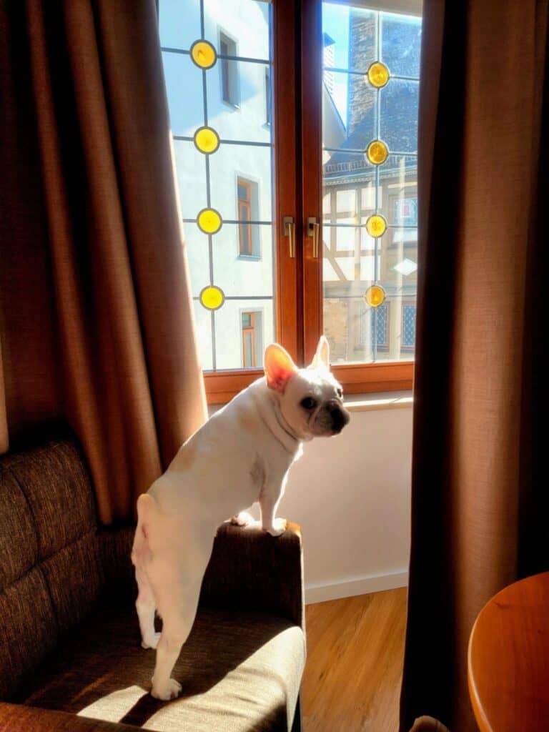 One Day in Bacharach: Best Guide to Germany's Hidden Gem on the Rhine 28 A small white french bulldog stands on a chair by a draperied window with stained glass