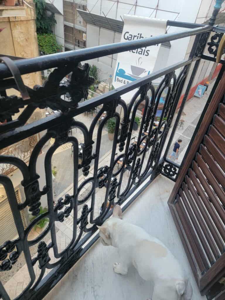 Dog on balcony in Garibaldi Relais in Sciacca