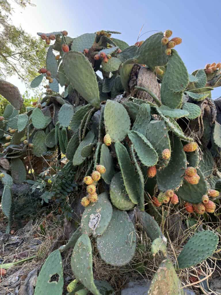 prickly pear sicily