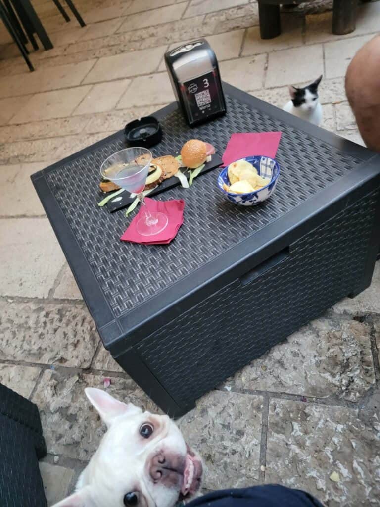 A french bulldog smiles while attending apperitivo time in Western Sicily
