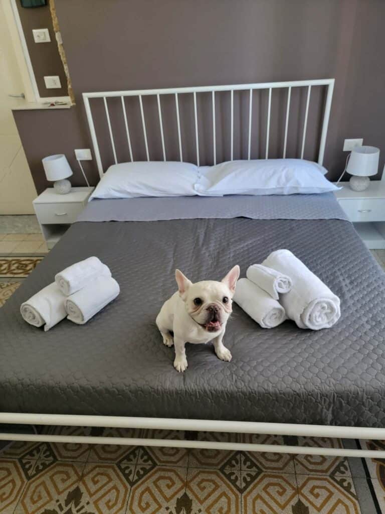 A dog sits on the bed at C'era Una Volta in Palermo