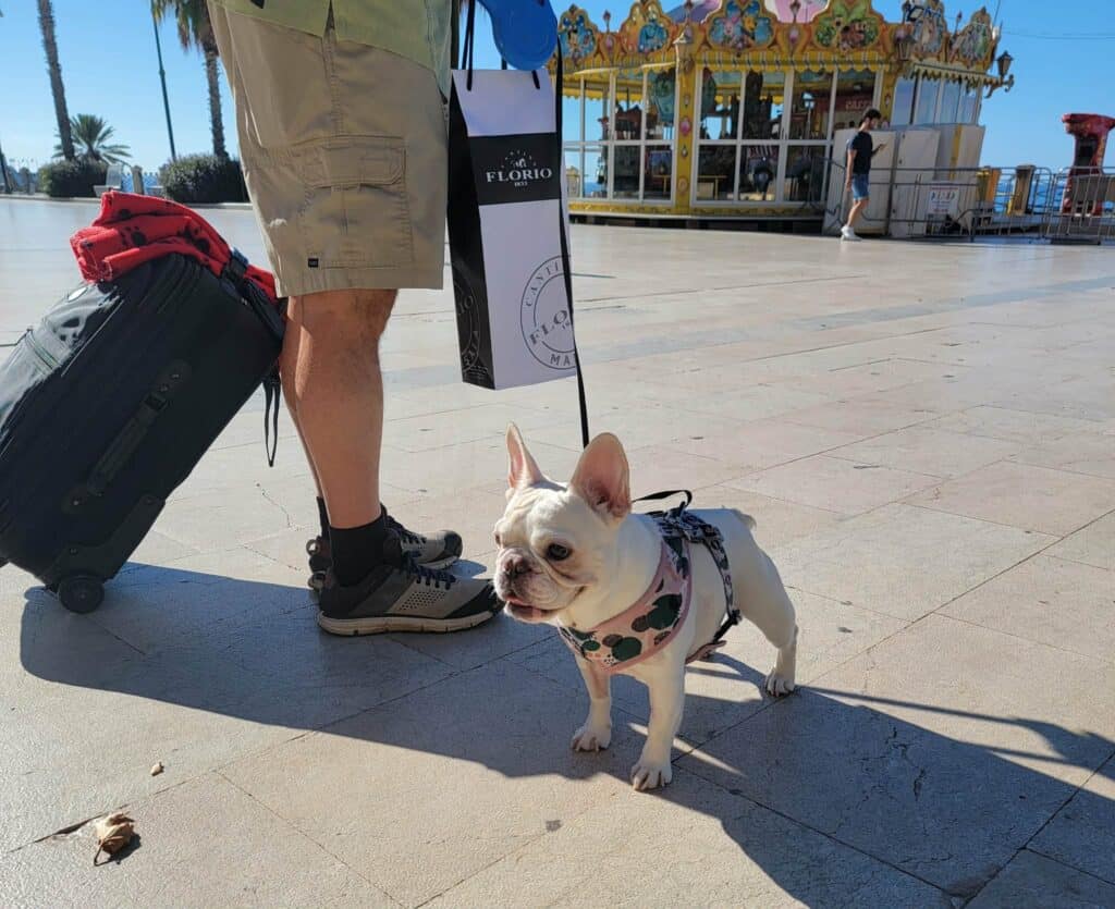 A dog enjoys the sun in Western Sicily