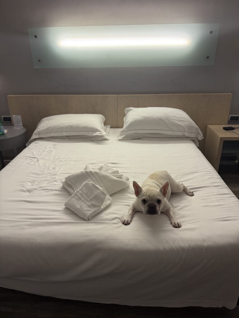 A french bulldog at the Mercure Palermo Centro