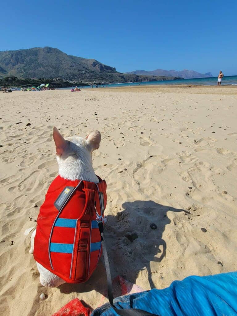 A dog in a life vest sits on the sand looking at the ocean in Western Sicily
