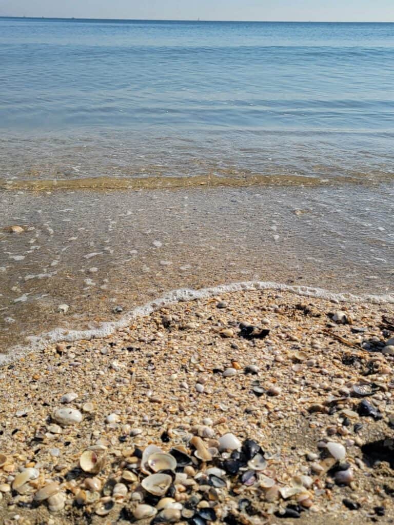 The beautiful beach covered with seashells in Ravenna Italy