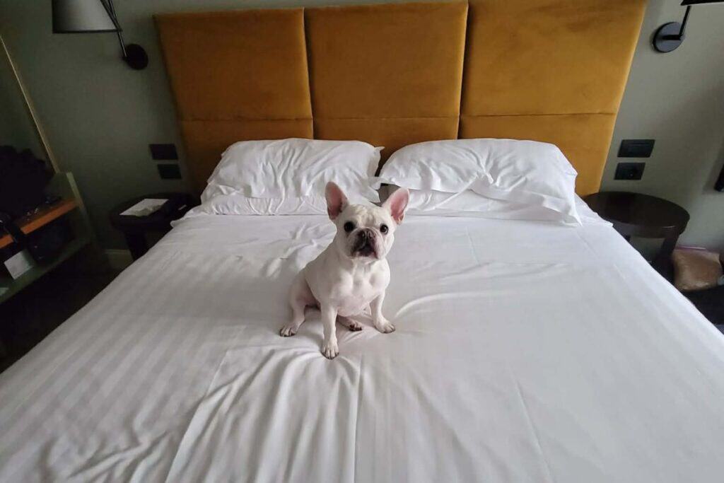 A dog sitting on a hotel bed in Genoa Italy