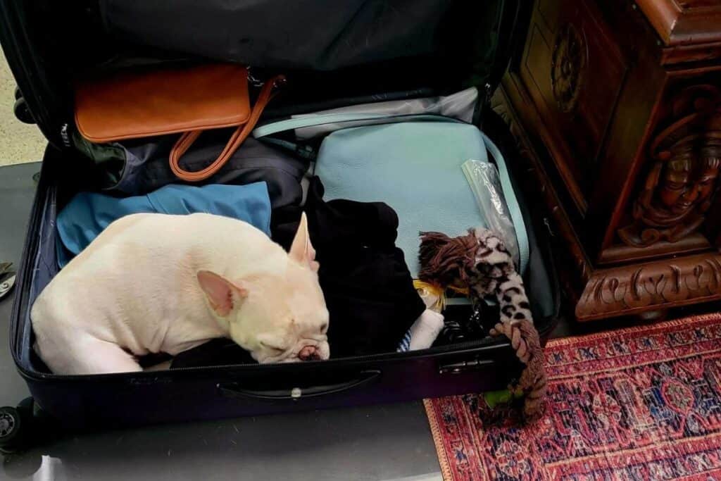 A dog napping inside a packed suitcase