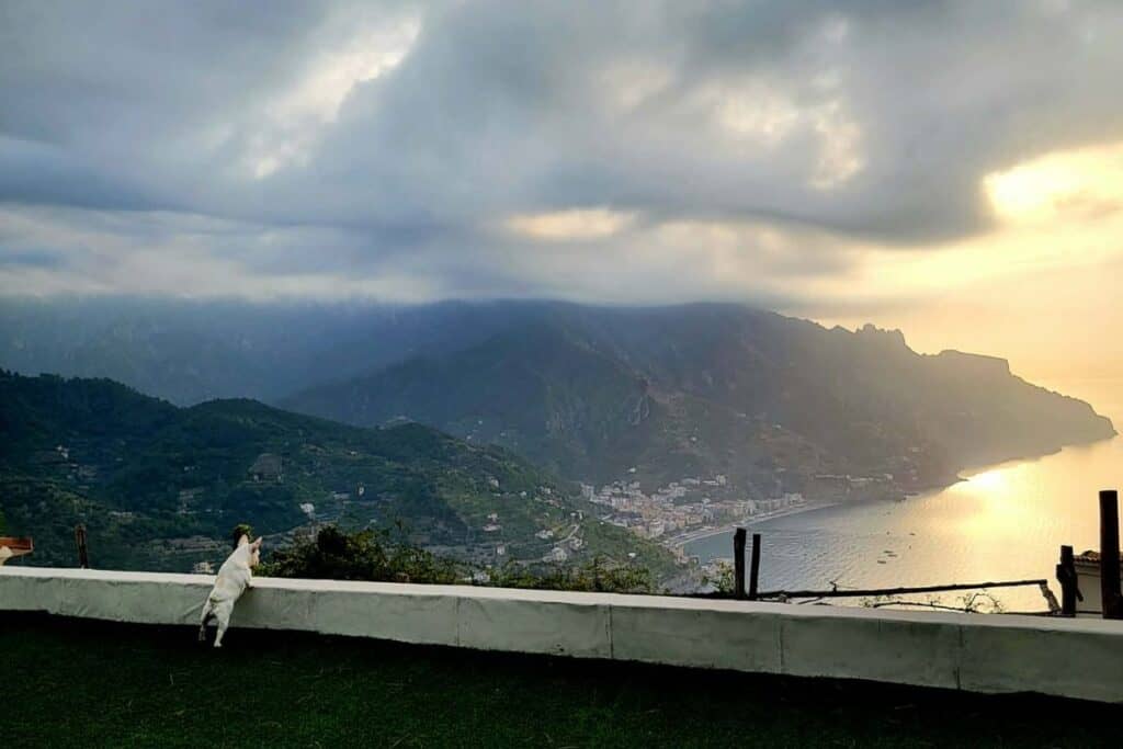 A dog looking over a balcony in Ravello Italy