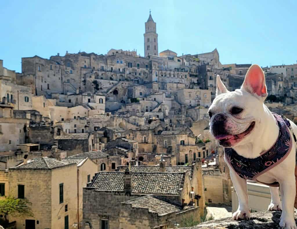 A dog standing on a wall in Matera Italy