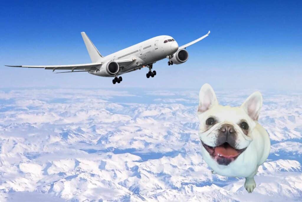 A white frenchie smiling with a plane overhead