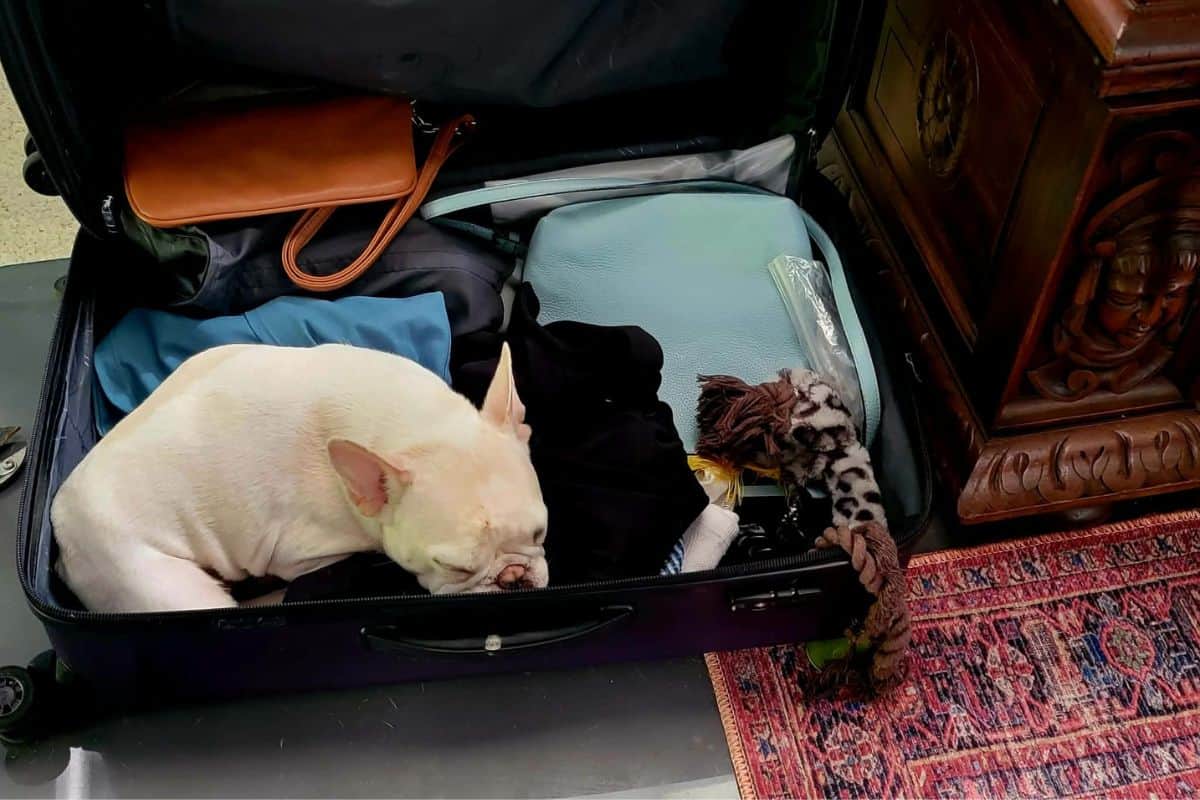 A white frenchie sleeping in a suitcase full of clothes