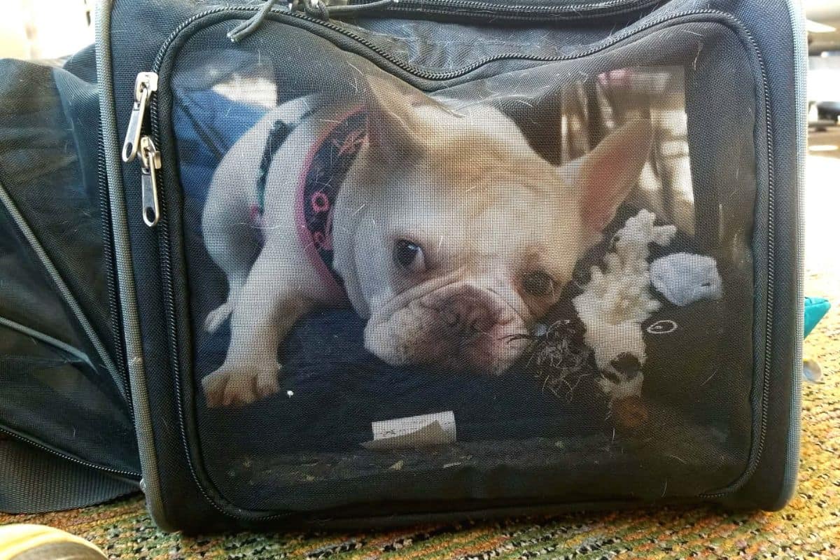 A dog in an airline carrier