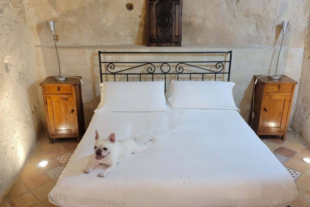 A frenchie stretched out on a bed in a cave hotel in Matera Italy
