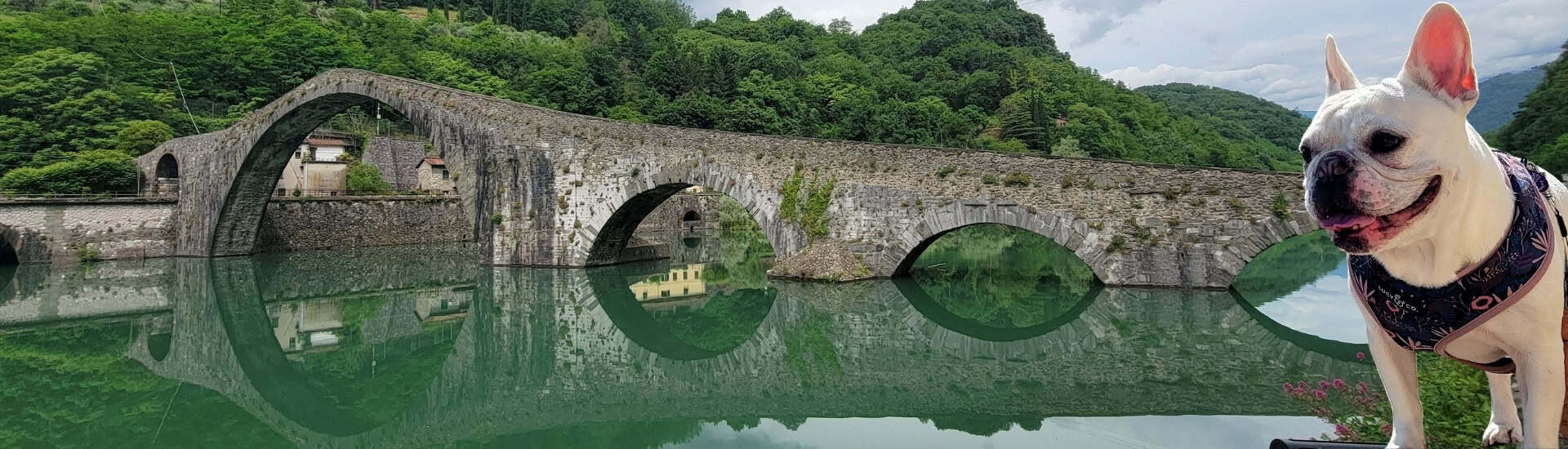 Devil's Bridge Civita di Bagnoregio northern Italy with a white frenchie in the foreground