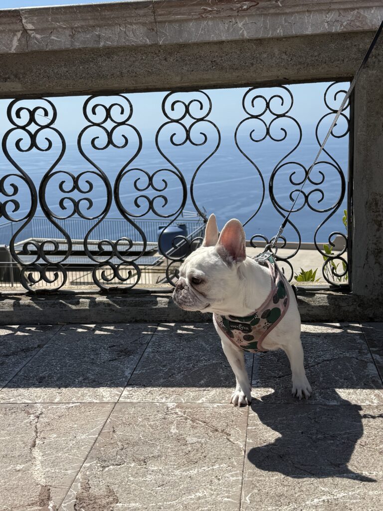 Dog on terrace in Sicily