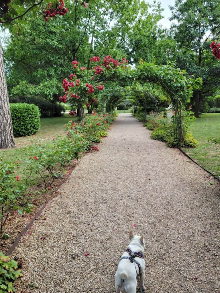 A dog walking in the garden at at the Waldorf Astoria Trianon Palace Versailles