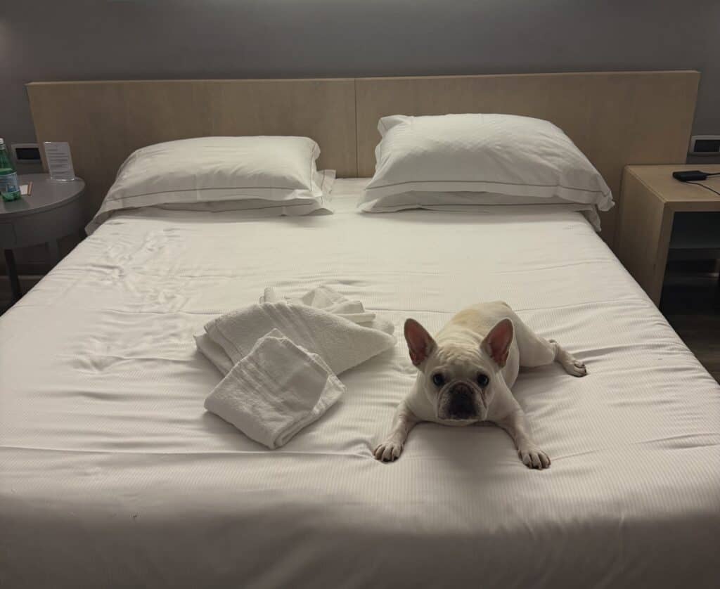 A dog at the Palermo mercure centro