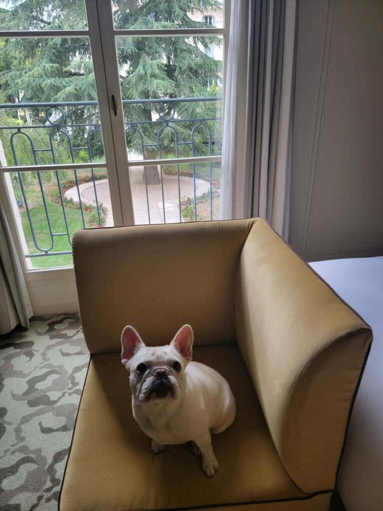 A dog sits on a chair with window overlooking the garden at the Waldorf Astoria Trianon Palace Versailles
