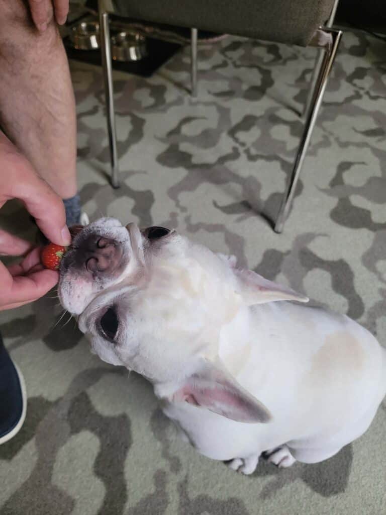 A dog eats a strawberry at the Waldorf Astoria Trianon Palace Versailles