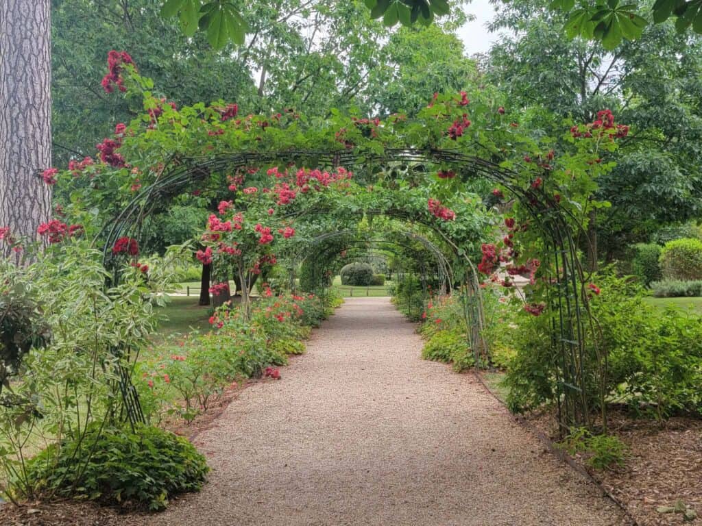 Blooming rose arbors at Waldorf Astoria Versailles