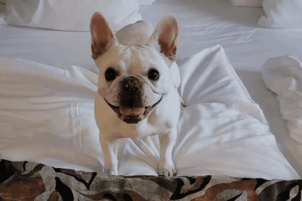 A smiling frenchie on a bed