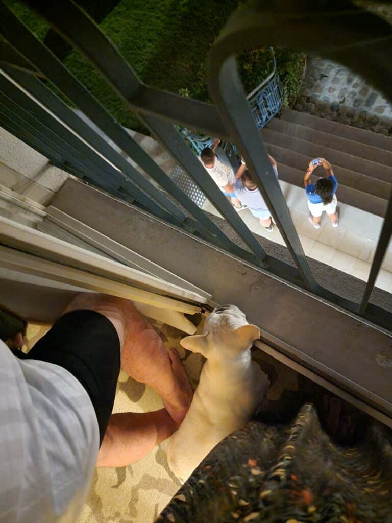 A dog and people watching the fireworks at the Waldorf Astoria Versailles