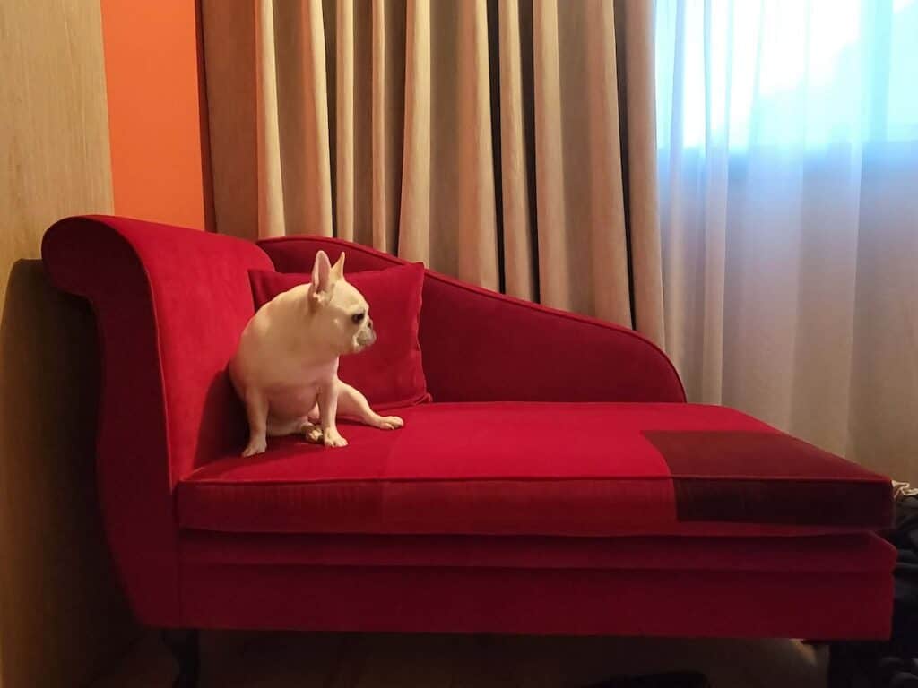 Where to Stay in Strasbourg: Best Hotels for Every Budget 2 French bulldog on a fainting sofa at Hotel Leonor in Strasbourg