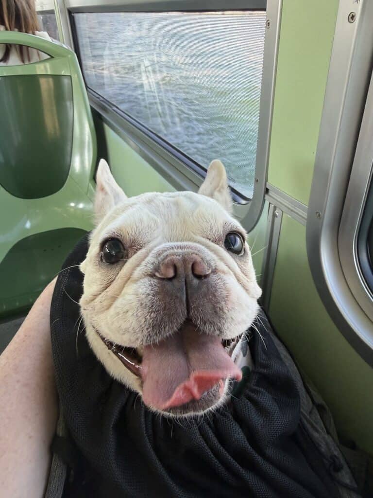 Are Dogs Allowed in Venice? Taking Our Dog by Vaporetto and Water Taxi 6 Frenchie in shoulder bag on the vaporetto