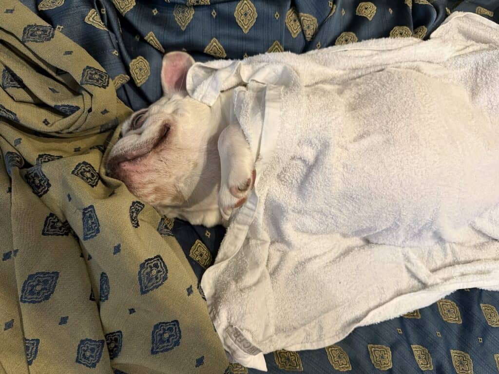Are Dogs Allowed in Venice? Taking Our Dog by Vaporetto and Water Taxi 8 Frenchie cooling off under a damp towel