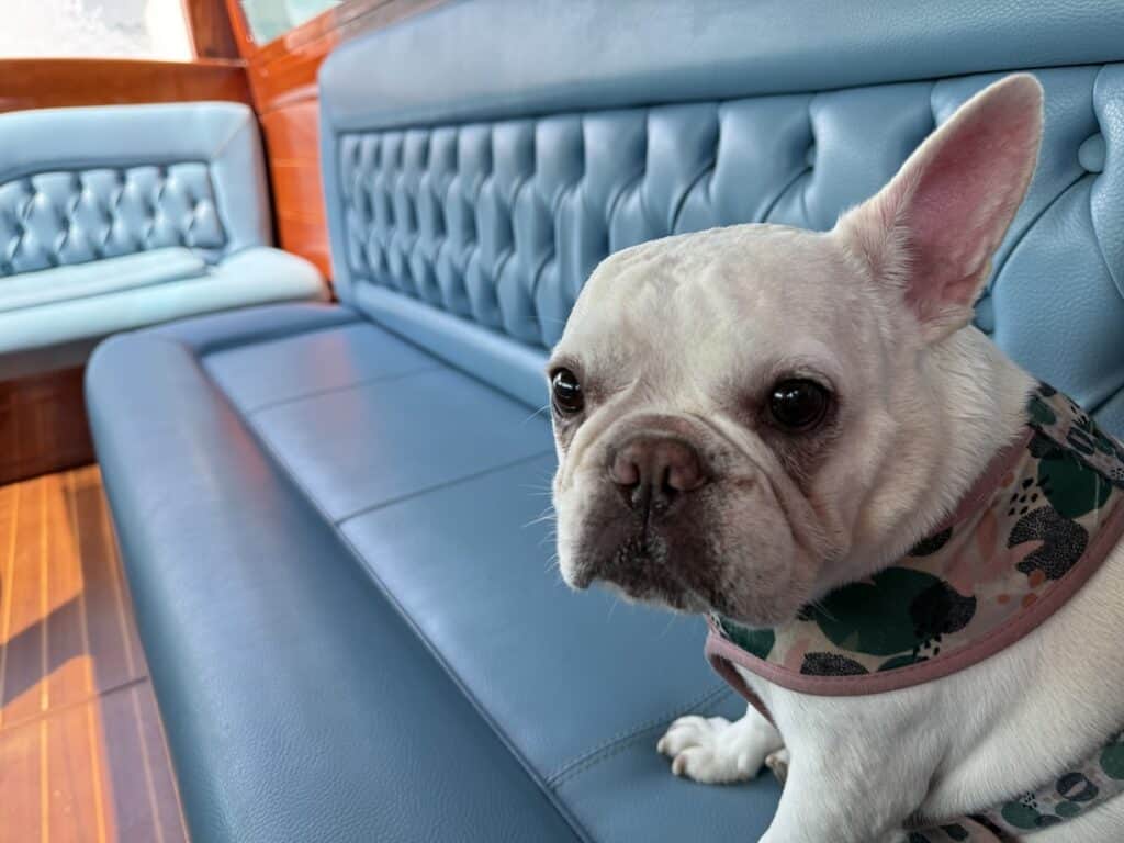 Are Dogs Allowed in Venice? Taking Our Dog by Vaporetto and Water Taxi 10 Are dogs allowed in Venice