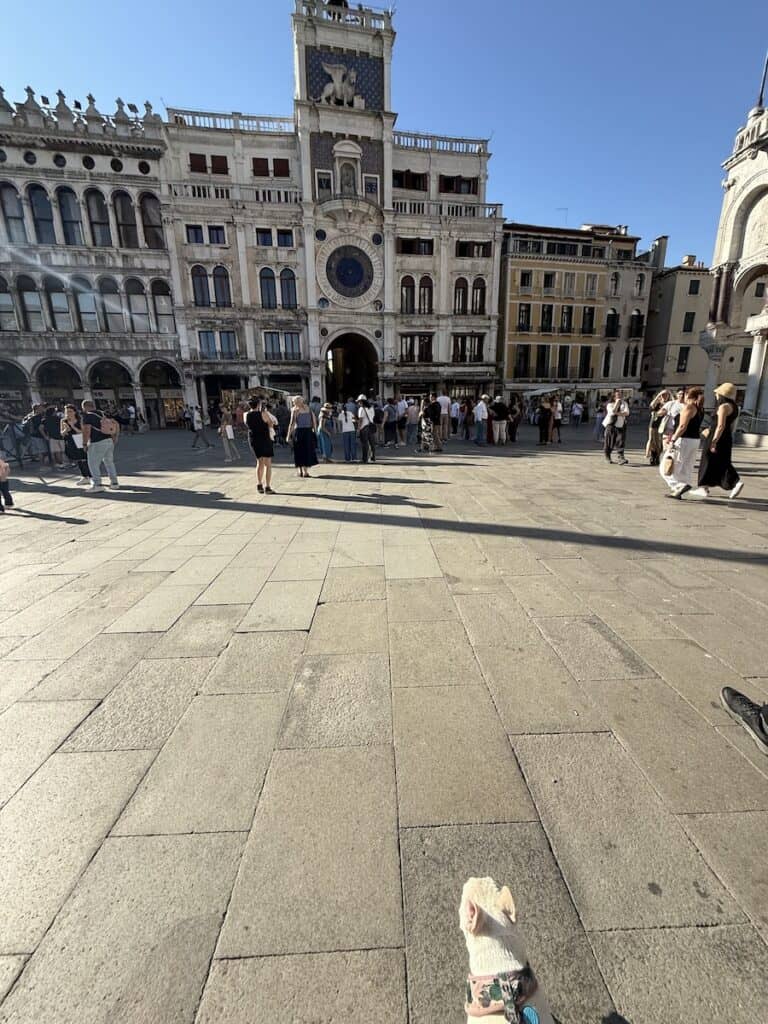 Are Dogs Allowed in Venice? Taking Our Dog by Vaporetto and Water Taxi 2 A french bulldog looking at St. Mark's Square in Venice