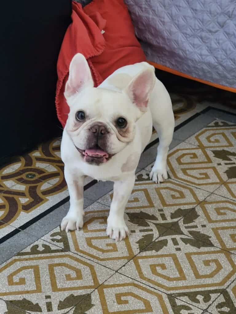 Where to Stay in Western Sicily: Best Picks for Every Base 6 Dog in Palermo hotel