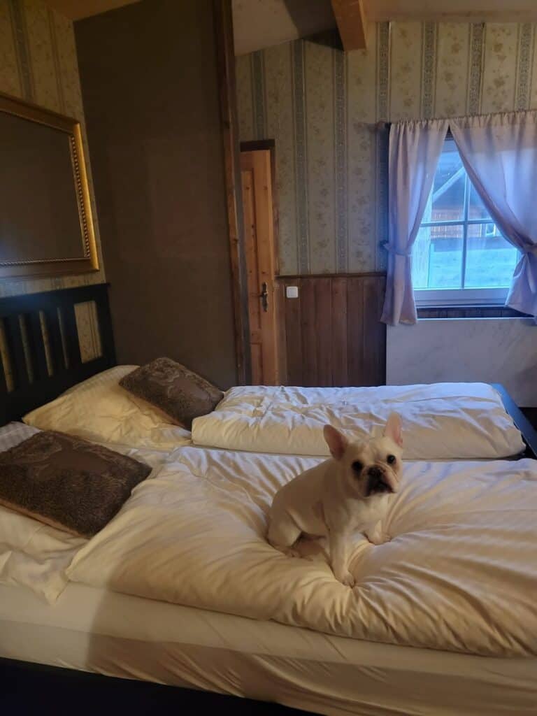 Where to Stay in Rothenburg ob der Tauber: Best Picks for Every Traveler 3 A dog staying at the Old West Ranch in Windelsbach