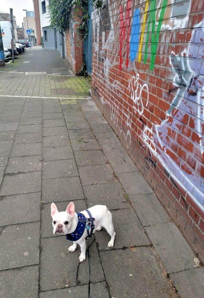 Where to Stay in Cologne: Best Picks for Every Traveler 6 A french bulldog in Cologne