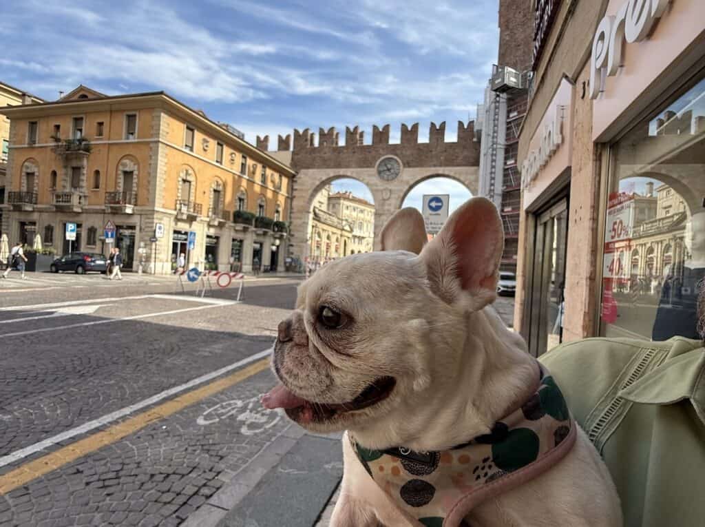 Where to Stay in Verona: Our Honest Picks 8 A french bulldog enjoys Verona