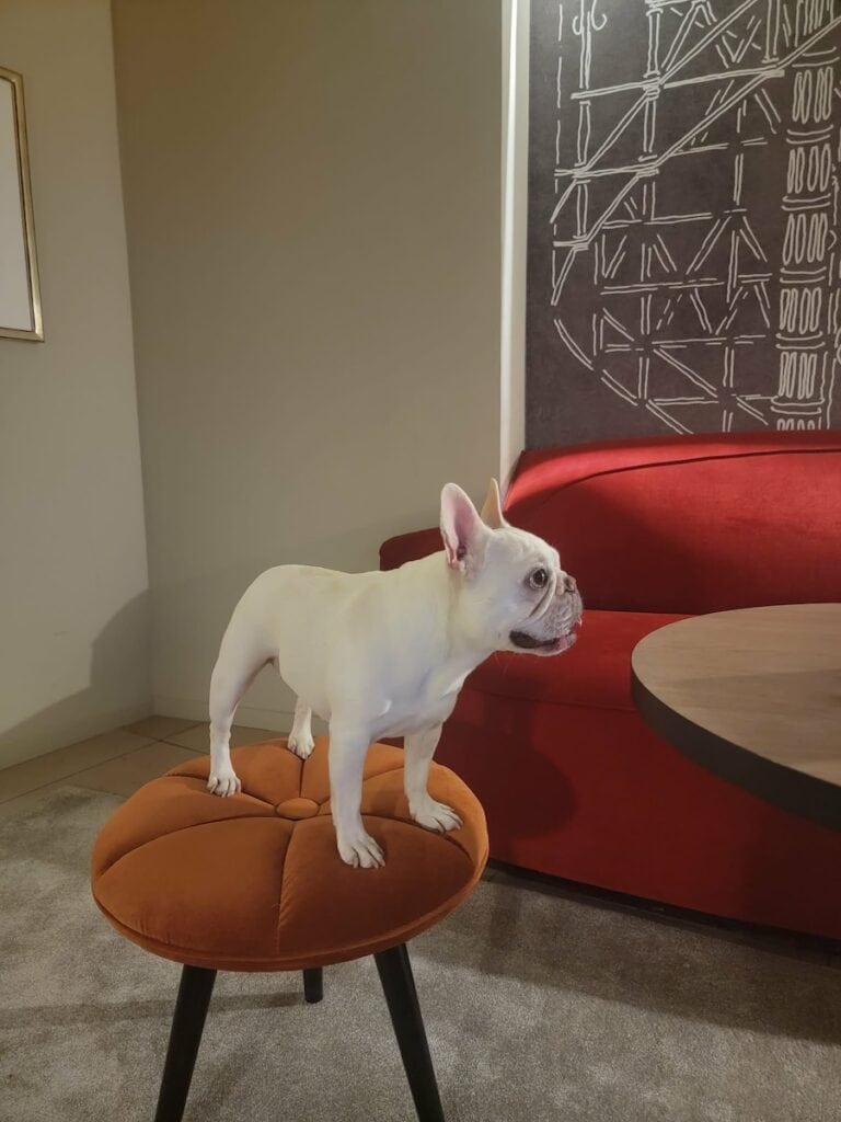 Where to Stay in Cologne: Best Picks for Every Traveler 2 A french bulldog enjoying the Wasserturm Hotel in Cologne