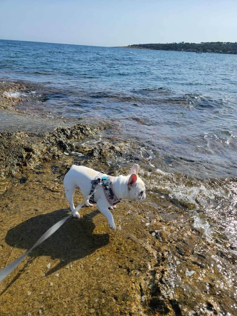 Where to Stay in Eastern Sicily: Best Picks for Every Base 16 Dog explores the coast in Brucoli