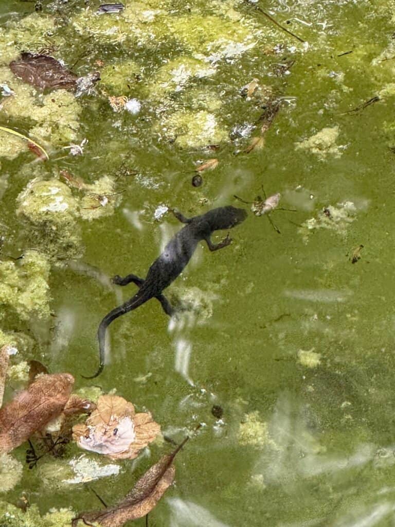 Heidelberg Castle Parking and Tickets: What to Know Before You Go 13 A newt swimming in the pool at Heidelberg Castle