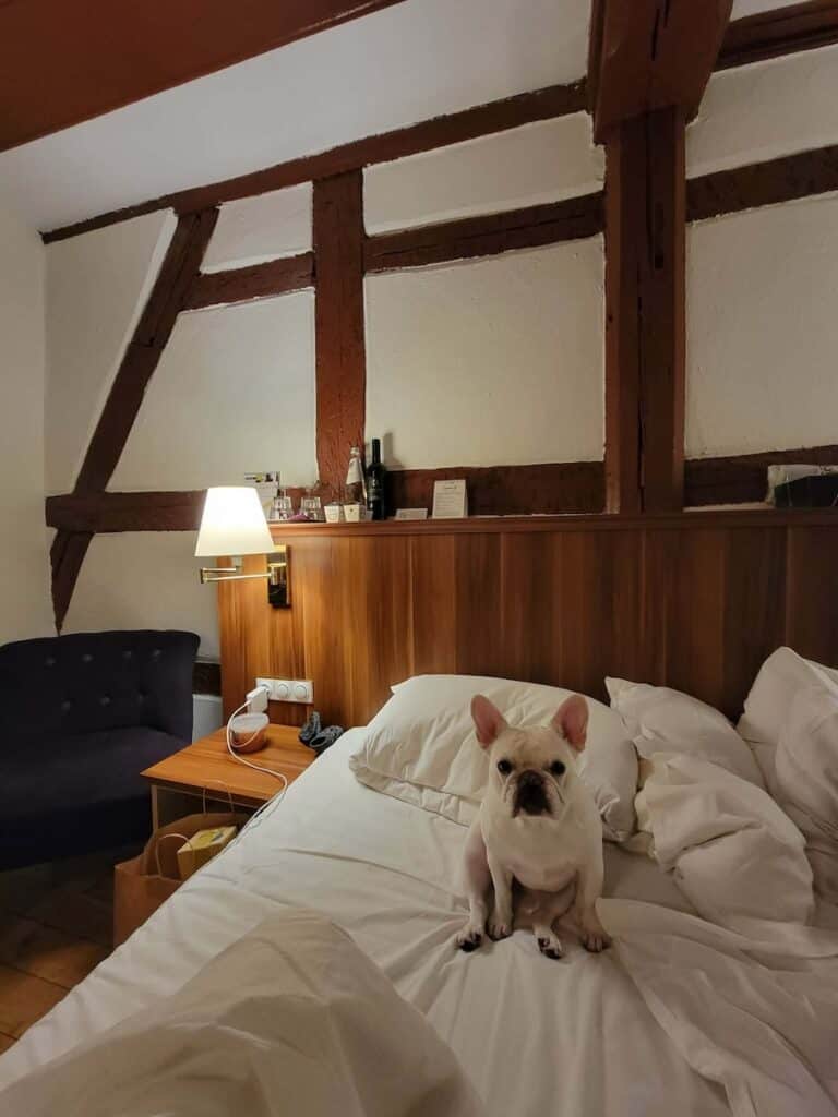 Where to Stay in Nuremberg: Best Picks for Every Traveler 2 hotel elch dog friendly